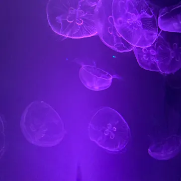 すみだ水族館に投稿された画像（2020/12/6）