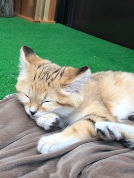 神戸どうぶつ王国に投稿された画像（2020/12/6）