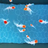 すみだ水族館に投稿された画像（2020/12/6）