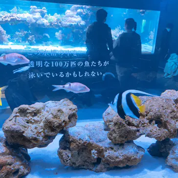 すみだ水族館に投稿された画像（2020/12/6）