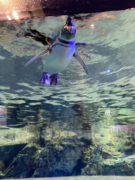 すみだ水族館に投稿された画像（2020/12/6）