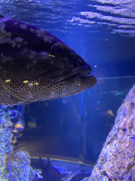 すみだ水族館に投稿された画像（2020/12/6）