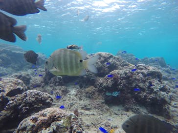 武藤潜水に投稿された画像（2020/12/6）