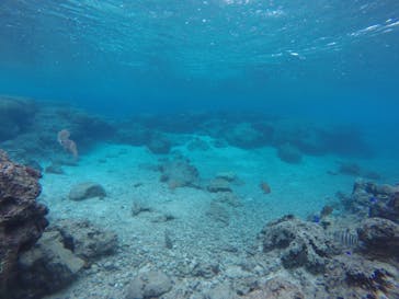 武藤潜水に投稿された画像（2020/12/6）