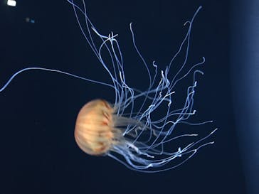 サンシャイン水族館に投稿された画像（2020/12/6）