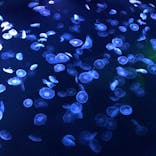 すみだ水族館に投稿された画像（2020/12/6）