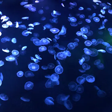 すみだ水族館に投稿された画像（2020/12/6）