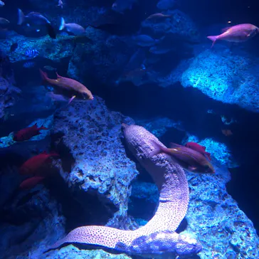 すみだ水族館に投稿された画像（2020/12/6）