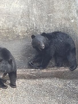 奥飛騨クマ牧場に投稿された画像（2020/12/6）