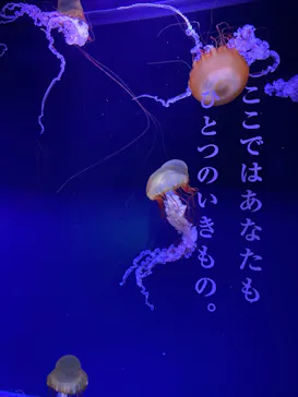 すみだ水族館に投稿された画像（2020/12/6）
