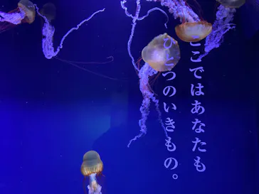 すみだ水族館に投稿された画像（2020/12/6）