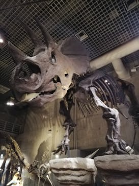 国立科学博物館に投稿された画像（2020/12/6）