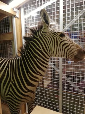 国立科学博物館に投稿された画像（2020/12/6）