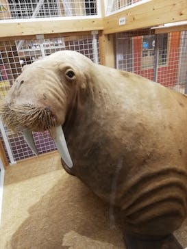 国立科学博物館に投稿された画像（2020/12/6）