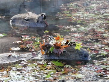 伊豆シャボテン動物公園に投稿された画像（2020/12/6）