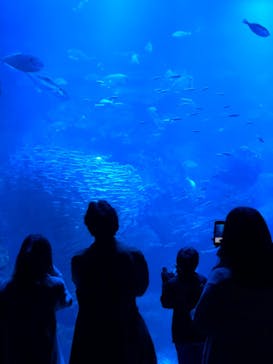 京都水族館に投稿された画像（2020/12/6）