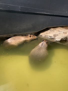 マクセル アクアパーク品川に投稿された画像（2020/12/6）