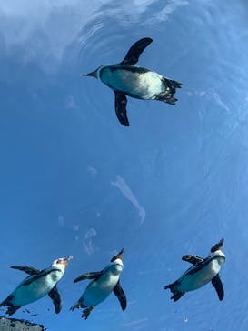 サンシャイン水族館に投稿された画像（2020/12/6）