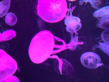 京都水族館に投稿された画像（2020/12/6）