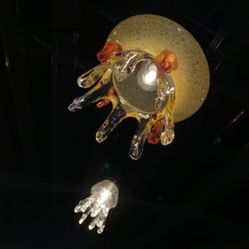 京都水族館に投稿された画像（2020/12/6）