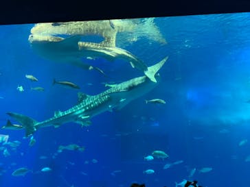 ジャンボツアーズに投稿された画像（2020/12/6）