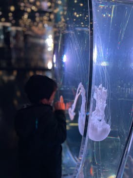 マクセル アクアパーク品川に投稿された画像（2020/12/6）