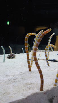 京都水族館に投稿された画像（2020/12/6）