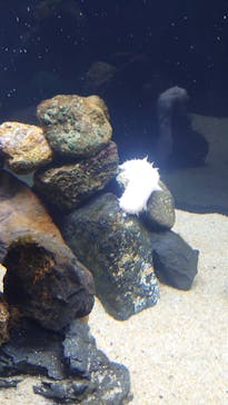 京都水族館に投稿された画像（2020/12/6）