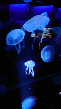 京都水族館に投稿された画像（2020/12/6）