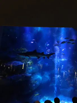 すみだ水族館に投稿された画像（2020/12/6）