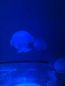 すみだ水族館に投稿された画像（2020/12/6）