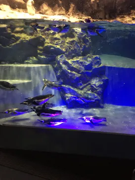 すみだ水族館に投稿された画像（2020/12/6）