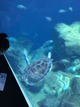 アクアワールド茨城県大洗水族館に投稿された画像（2020/12/6）