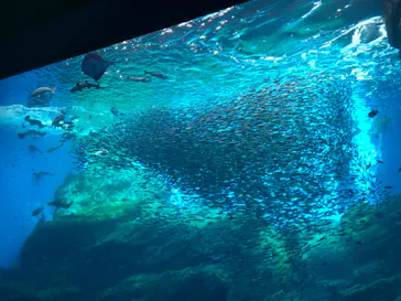 仙台うみの杜水族館に投稿された画像（2020/12/6）