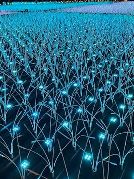 東京メガイルミに投稿された画像（2020/12/6）