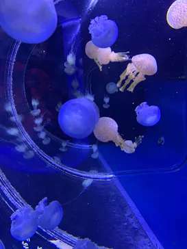 すみだ水族館に投稿された画像（2020/12/6）