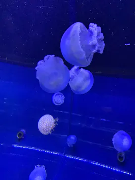 すみだ水族館に投稿された画像（2020/12/6）