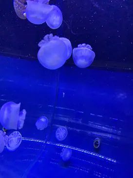 すみだ水族館に投稿された画像（2020/12/6）