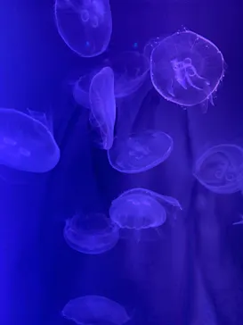 すみだ水族館に投稿された画像（2020/12/6）