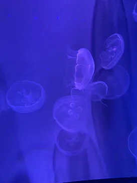 すみだ水族館に投稿された画像（2020/12/6）