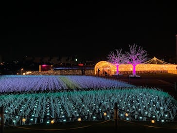 東京メガイルミに投稿された画像（2020/12/6）