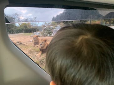 秋吉台自然動物公園 サファリランドに投稿された画像（2020/12/6）