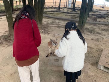 秋吉台自然動物公園 サファリランドに投稿された画像（2020/12/6）