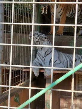 しろとり動物園に投稿された画像（2020/12/6）