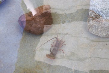 志摩市浜島磯体験施設 海ほおずきに投稿された画像（2020/12/6）