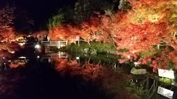 なばなの里に投稿された画像（2020/12/6）