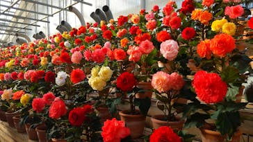 なばなの里に投稿された画像（2020/12/6）