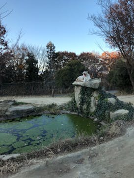 群馬サファリパークに投稿された画像（2020/12/6）