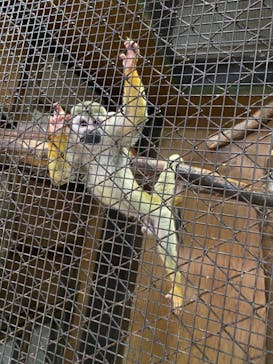 那須ワールドモンキーパークに投稿された画像（2020/12/6）