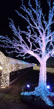 東京メガイルミに投稿された画像（2020/12/6）